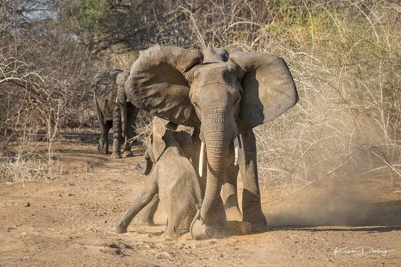 Храбрая слониха защитила своего детеныша от голодных львиц