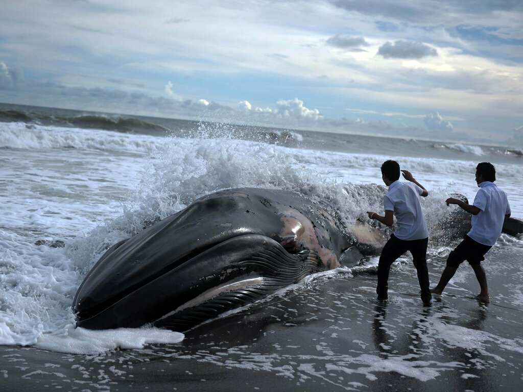 Почему дельфинов выбрасывает на берег. Киты и дельфины выбрасываются на берег. Киты в океане. Кит фото. Горбатый кит.