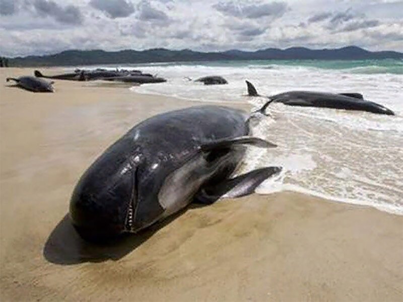 Почему дельфины выбрасываются на берег? Все версии