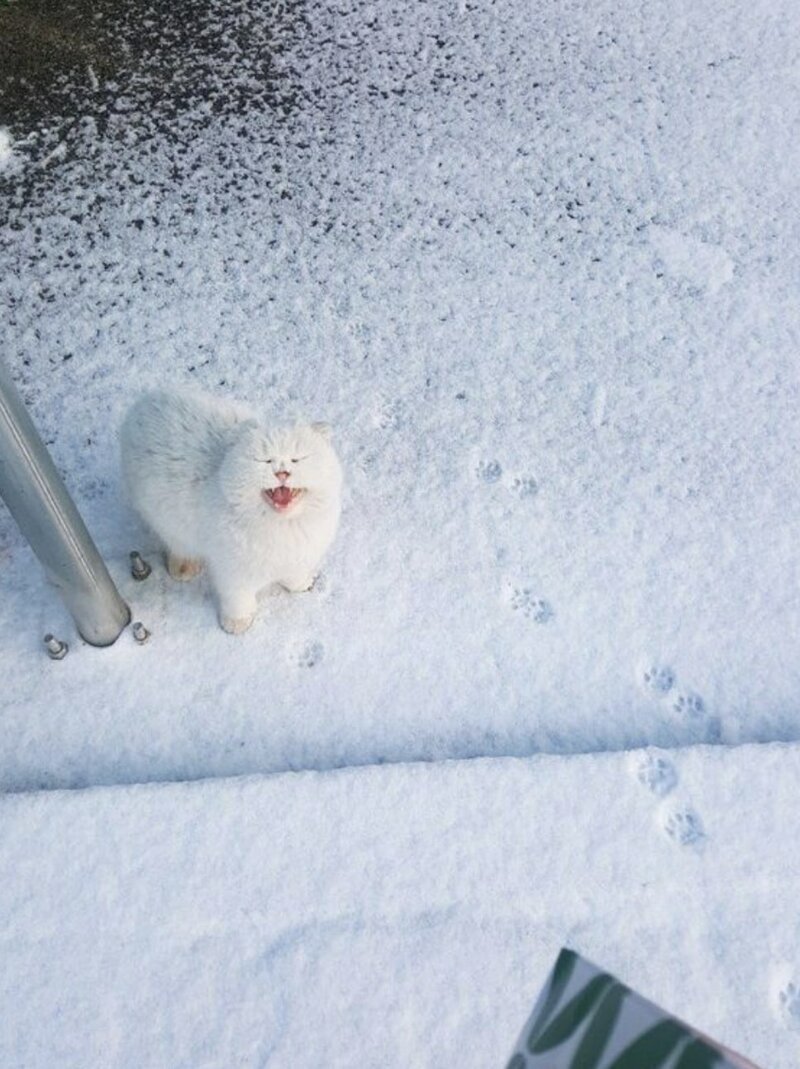 Эмоциональные фотографии людей и животных, которые увидели снег в первый раз