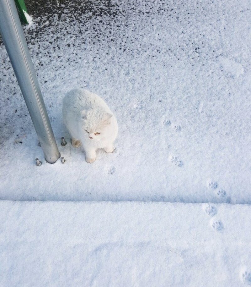 «Впервые вывел своего кота на снег. Он впечатлён»