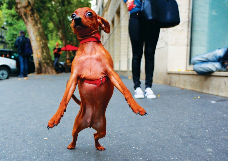 Наши лучшие друзья: 30 забавных снимков собак, сделанных в нужный момент