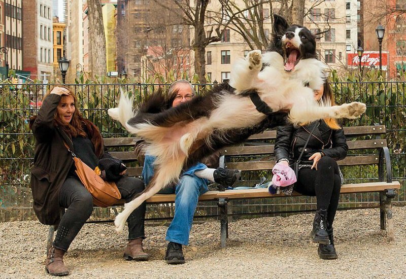 Наши лучшие друзья: 30 забавных снимков собак, сделанных в нужный момент