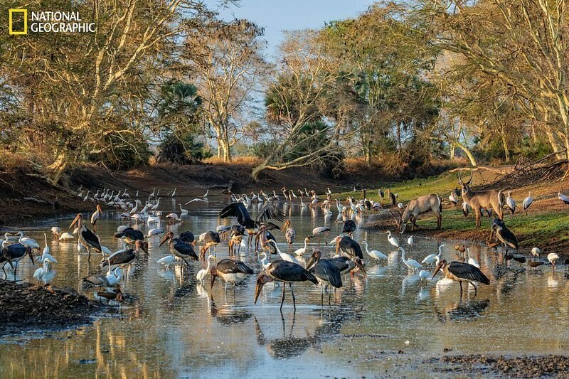 Голодные птицы, включая аистов, цапель и молотоглавов, а также пара водяных козлов собрались на водопое в Национальном парке Горонгоса, Мозамбик 