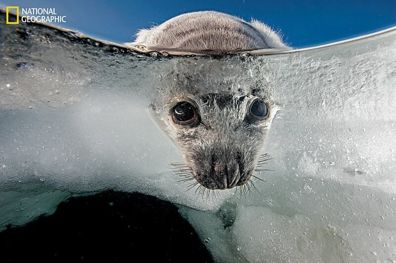 Детеныши гренландского тюленя рождаются на льду и нуждаются в твердой поверхности, чтобы выжить 
