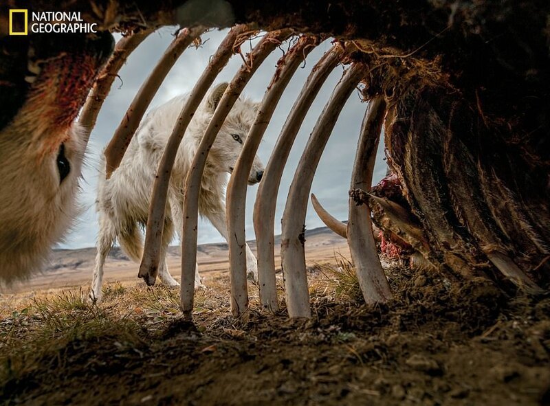 Волки в канадской Арктике объедают останки овцебыка.