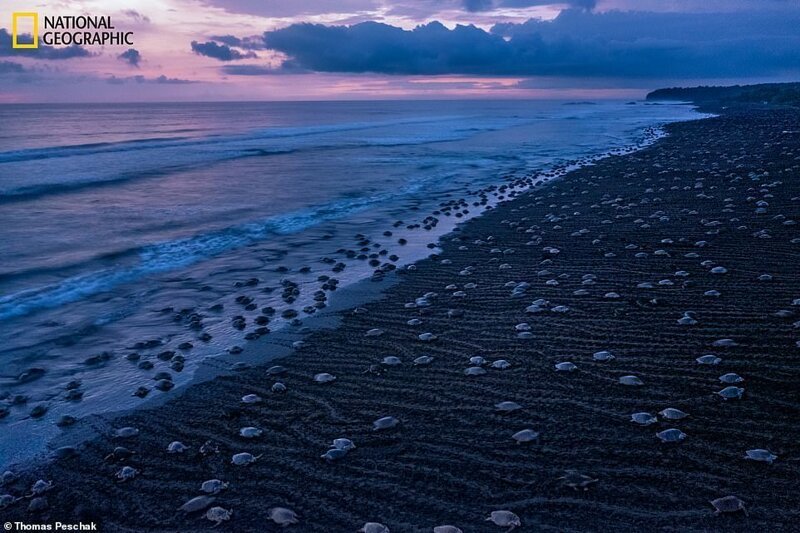 Один-два раза в месяц во время сезона дождей в Коста-Рике десятки тысяч атлантических ридлей выбираются на берег и откладывают яйца в массовом гнездовании, известном как аррибада