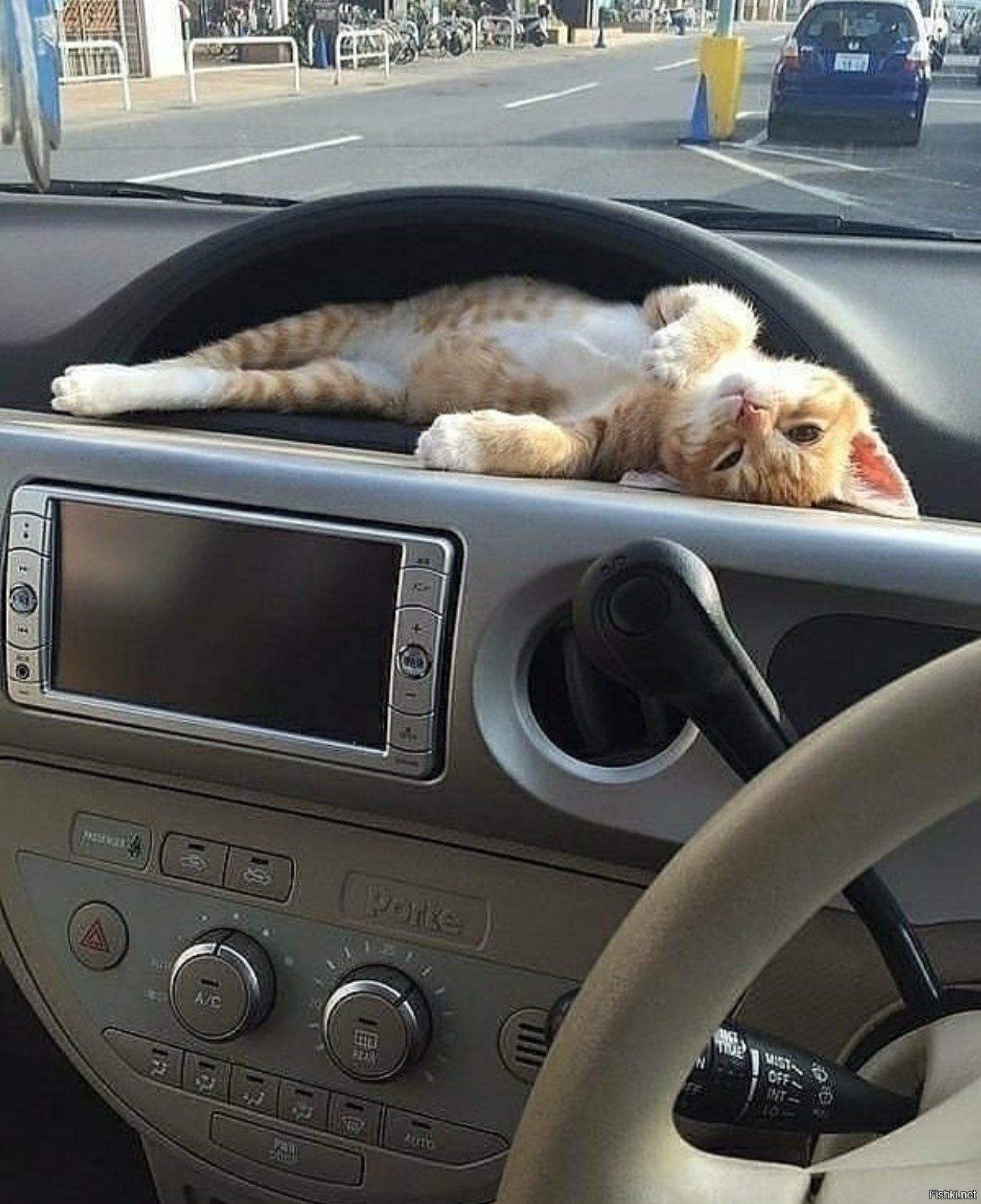Котик едет на машине