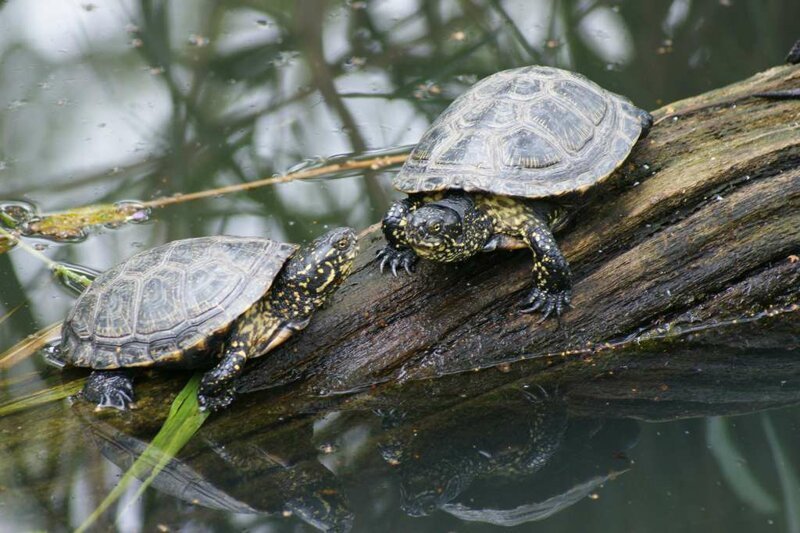 Европейская болотная черепаха и интересные факты о ней
