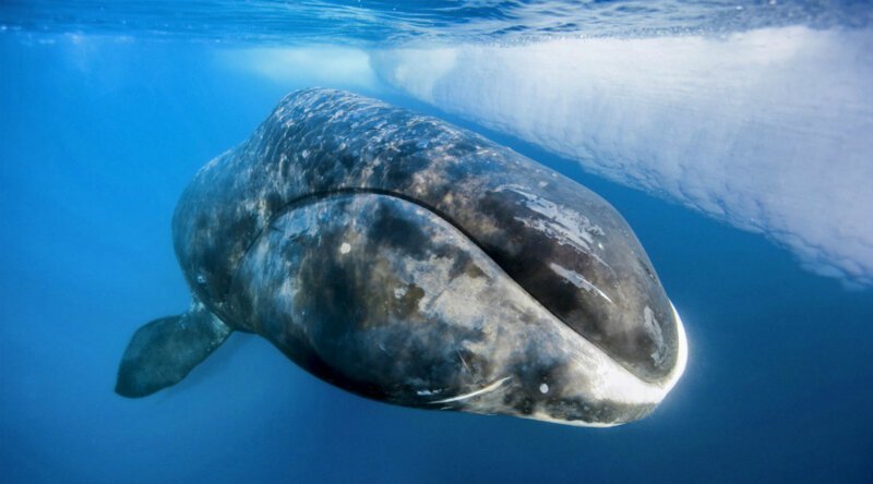 Гренландский кит 211 лет