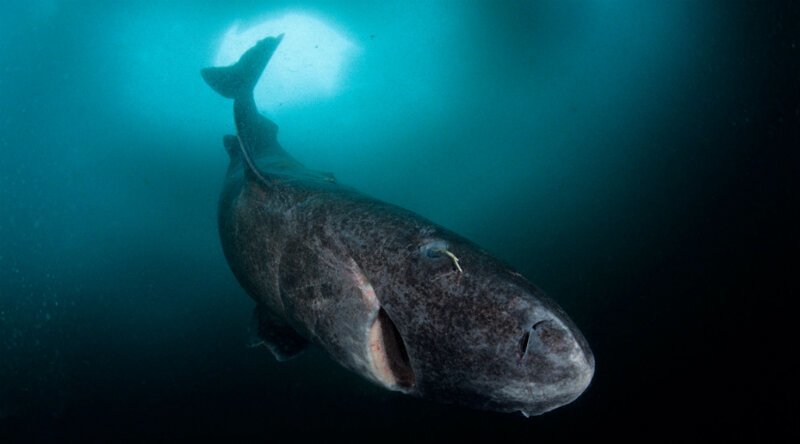 Гренландская акула 300 лет