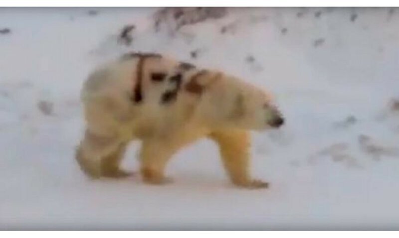 Белому медведю Т-34 голодная смерть не угрожает - считает учёный
