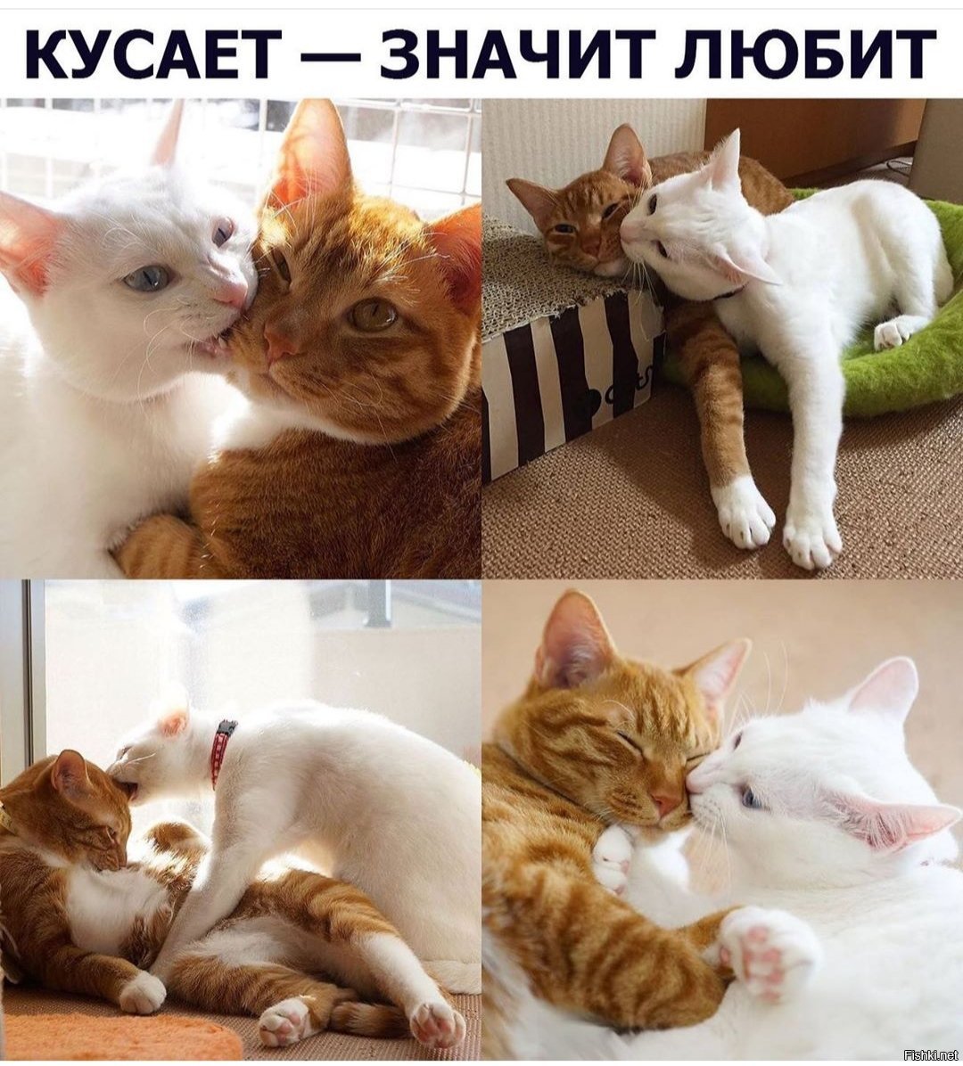 Кот пытается укусить. Кот Кусь. Смешные картинки с котами. Котики с надписями. Котики любовь.