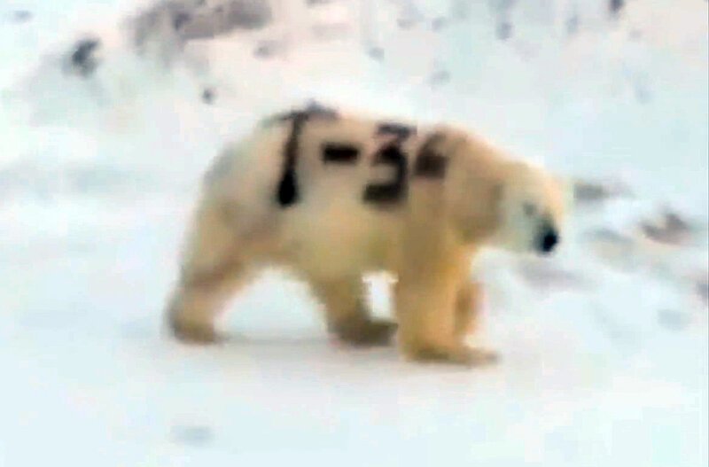Ученые выясняют, кто написал «Т-34» на боку белого медведя