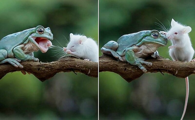 Необычные друзья: Крошечный грызун целует лягушку