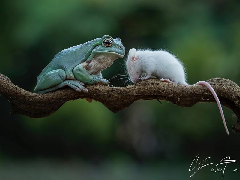 Необычные друзья: Крошечный грызун целует лягушку