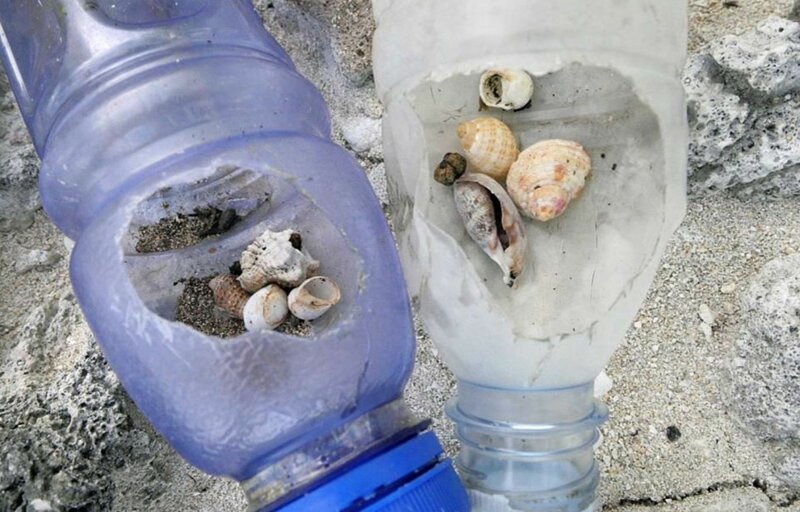 Крабы-отшельники умирают, приняв пластик за раковины