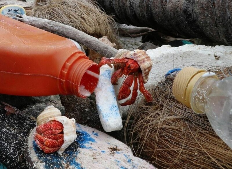 Крабы-отшельники умирают, приняв пластик за раковины