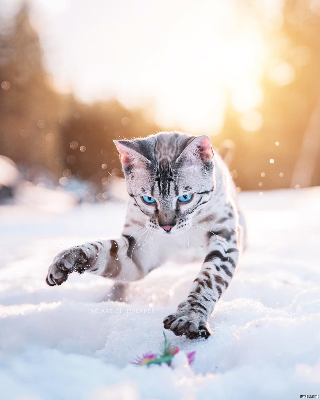 Фото Снежных Кошек