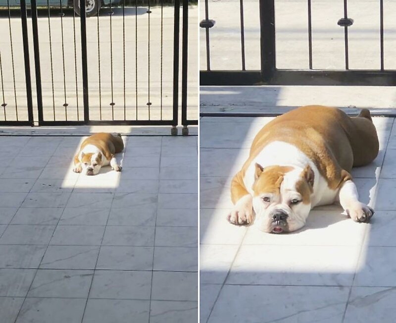 Скучающий по солнцу пёс всё-таки нашёл место для принятия солнечных ванн