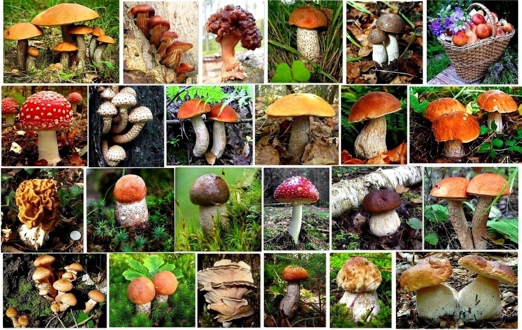 Съедобные и несъедобные грибы в лесу