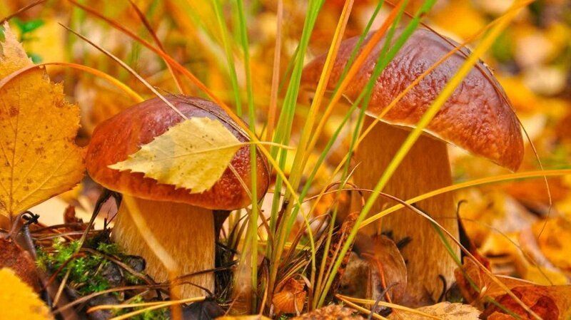 Особенности и строение грибов