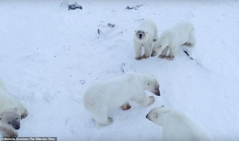 56 голодных белых медведей окружили село на Чукотке