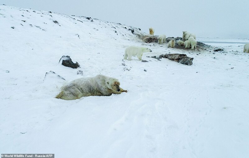 56 голодных белых медведей окружили село на Чукотке