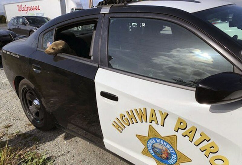 8. Тюлень сидит в полицейской машине после того, как его спасли, когда он забрёл на шоссе