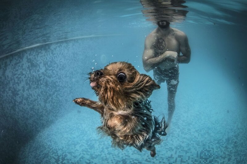22. Собака плавает во время водной терапии в Стамбуле, Турция