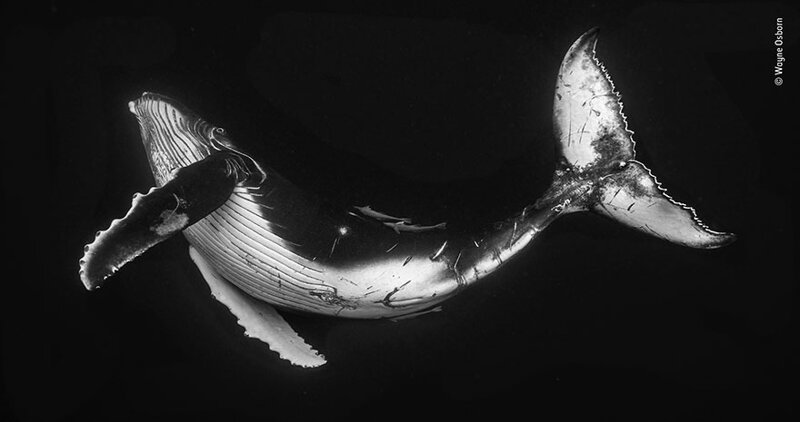 17. "Детеныш горбатого кита", Уэйн Осборн, Австралия