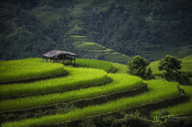 Рисовые террасы в легендарной провинции Ха Жанг.