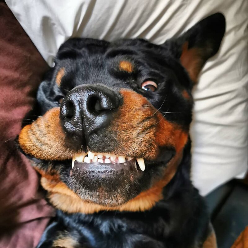 2. Собака-улыбака