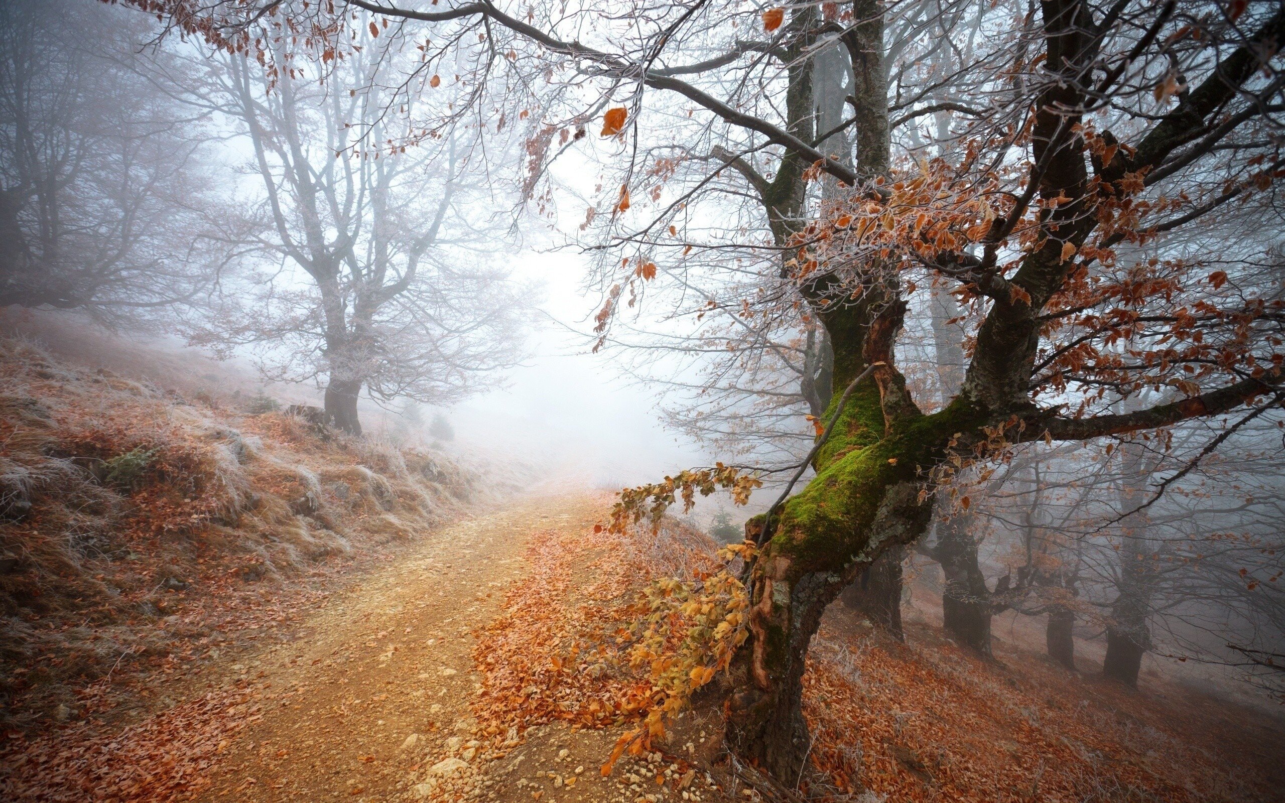 Картинки осень ноябрь. Поздняя осень. Деревья поздней осенью. Осень туман. Туман осенью.