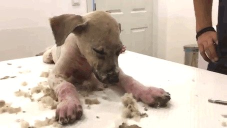 Невероятное превращение щенка, который был полностью залит клеем