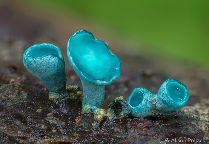 Chlorociboria Aeruginascens (Хлороцибория сине-зеленоватая)