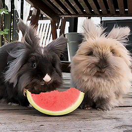 Гифки всякие