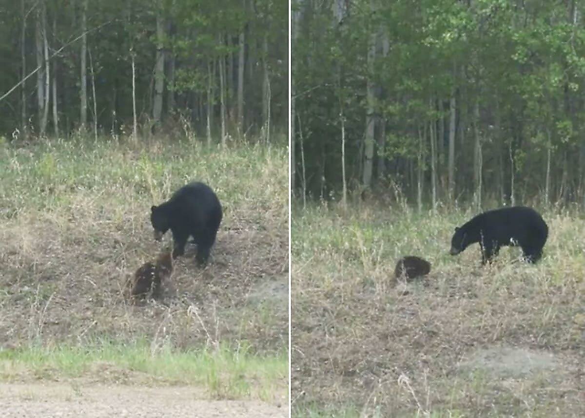 Где нападение. Нападение медведя на человека.