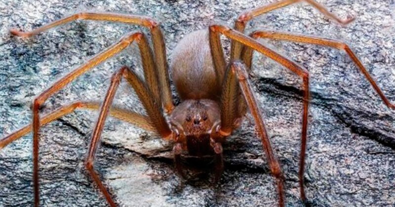 Ученые обнаружили в Мексике новый вид пауков - Loxosceles tenochtitlan