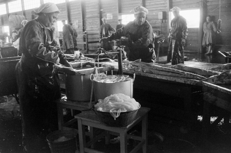  1960. Осетров, пойманных в дельте реки Волги, перерабатывают на заводе Астраханского рыбного комплекса