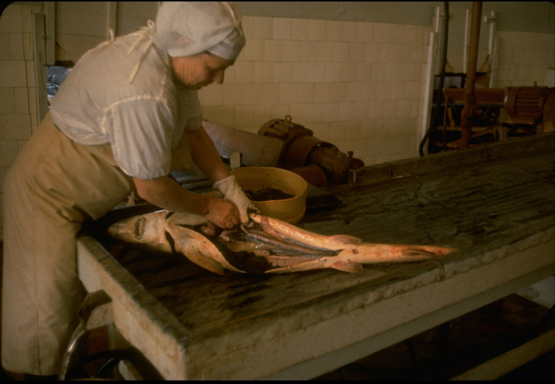 1960. Осетра, пойманного в дельте реки Волги, потрошат для извлечения икры на Астраханском рыбокомбинате