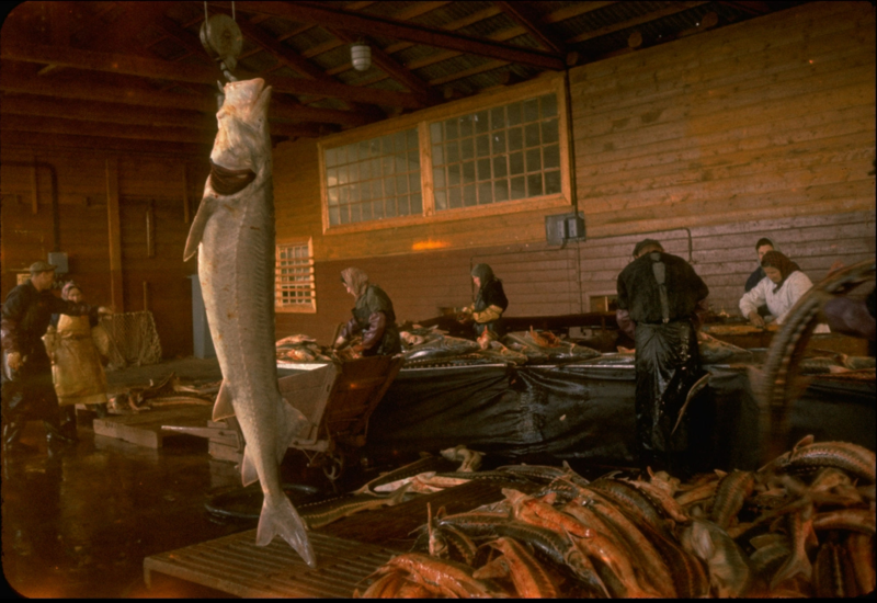 1960. Осетров, пойманных в дельте реки Волги, потрошат для извлечения икры на Астраханском рыбокомбинате