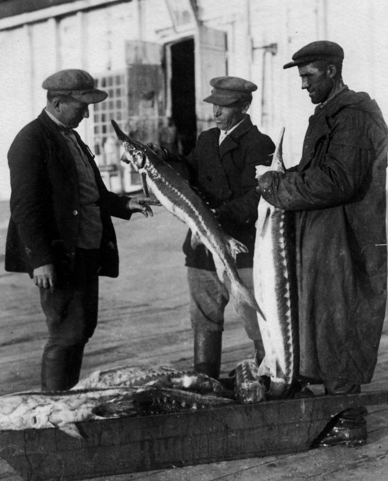1938. Азовское море. Члены колхоза «Красный партизан» осматривают добычу осетровых. Ноябрь