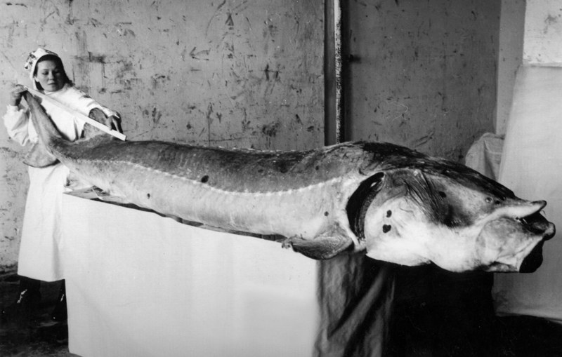 1955. Рыбаки колхоза «Новый путь» в Хабаровском крае поймали этот необычайно крупный образец осетра, уникального для реки Амур