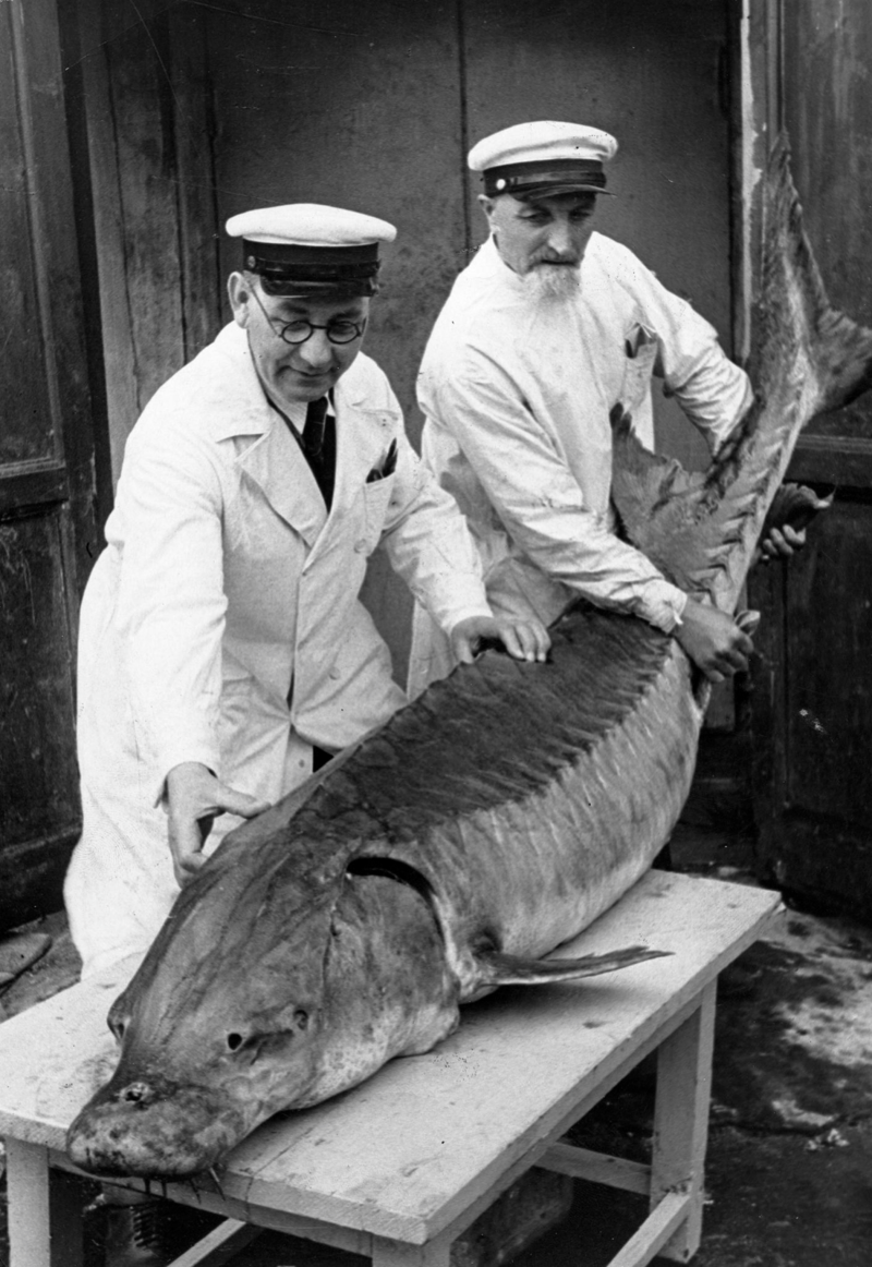 1930-е. Осетра, выловленного в Сестрорецке, осматривают работники ленинградского рыбоперерабатывающего завода