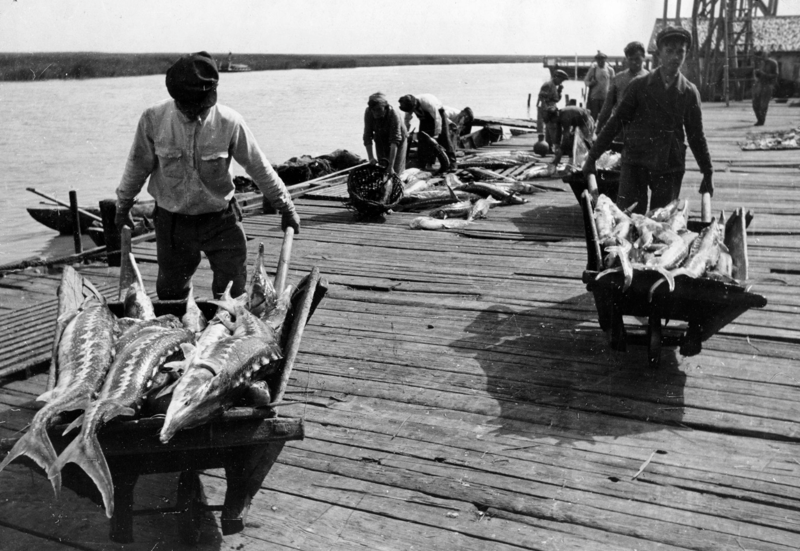 1947. Азовское море. Рабочие Ачуевского рыбоперерабатывающего завода загружают осетровых на тачки и переносят их на весы для взвешивания