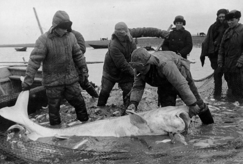 1947. Рыбаки из села Обховка Азовского района с крупной белугой, пойманной на реке Дон