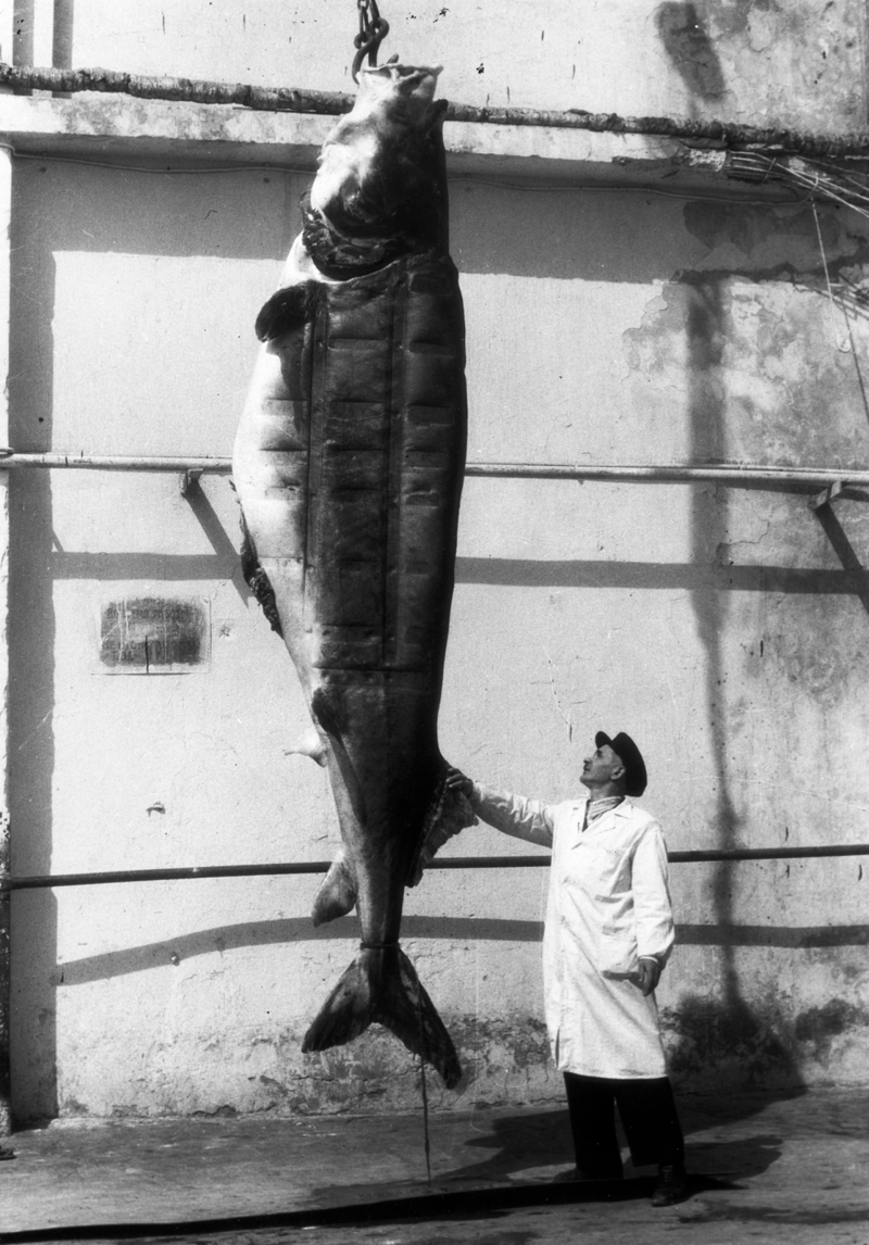 1956. Большой осетр, пойманный местными рыбаками. Склад холодного хранения в Баку. Апрель
