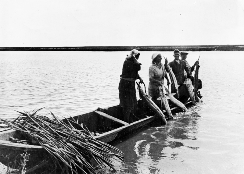 1947. Азовское море. Живого осетра привязывают к борту рыбацкой лодки для доставки на Ачуевский рыбоперерабатывающий завод
