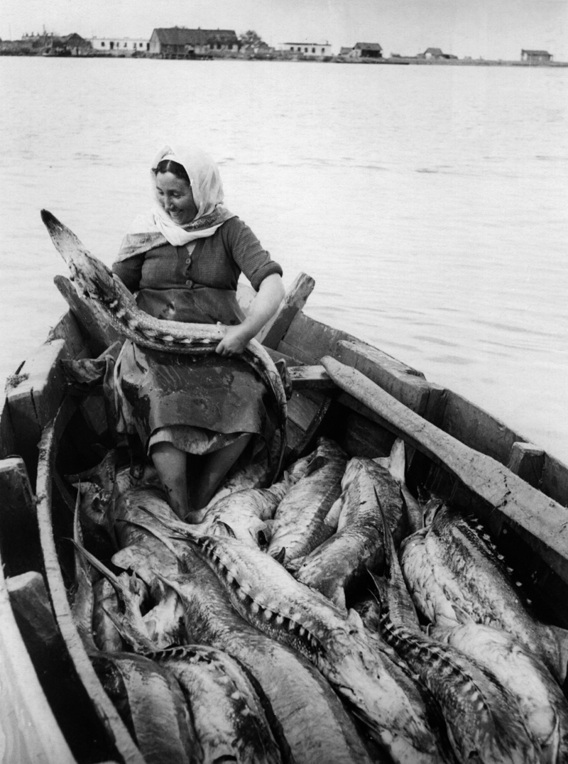 1947. Женщина в лодке, полной осетров